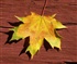 Maple leaf Puzzle