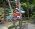 parrots Puzzle