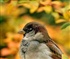 Sparrow in autumn