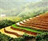 Terraced fields in Vietnam Puzzle