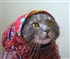 Gypsy cat