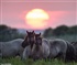 Latvian Wild Horses