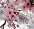 Cherry blossoms in the snow Puzzle