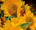 Sunflowers Puzzle