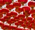Chinese New Year Red Lantern Puzzle