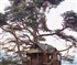 the tree house Puzzle