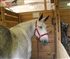 Mule From A Percheron Mare Puzzle