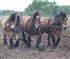 Farm horses