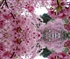 Cherry blossom in full bloom Puzzle