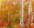 Autumn birch forest Puzzle
