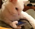 Kitty with Iphone