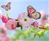 Butterfly on a pink flower Puzzle