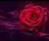 Valentine Rose Puzzle