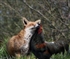 Fox Rooster