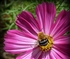 Bee on flower Puzzle