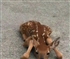 Fawn Puzzle