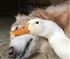 Dog Duck Puzzle