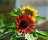 Sunflower Puzzle