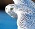 Snowy Owl Puzzle
