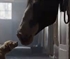 Budweiser Horse and Puppy Puzzle