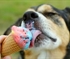 Puppy Loves Ice Cream