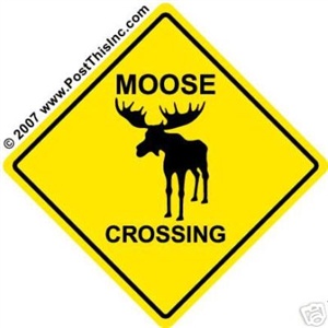 What are the main preditors of the moose?