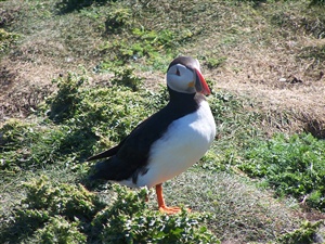 The photo above is one of mine, taken on the Shetland Islands in 2009.

Question: Where do puffins nest?