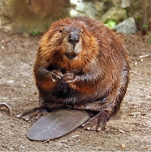 What is really unusual about a beaver?