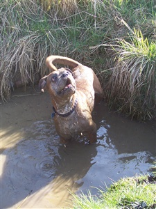the photo above is my old (RIP) Dempsey Bog Monster...covered in mud as usual! :o) Many famous celebrities have owned or do currently own boxer dogs. Which celebrity from the list below owns two wonderful, bouncy boxers?