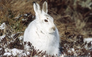 The Mountain Hare (Lepus timidus), also known as the Blue, Tundra, Variable, White, and Alpine Hare. It is a hare that is adapted to polar and mountainous habitats, and it lives in upland regions of the UK and other northern latitudes.  In winter it's coat is what colour: