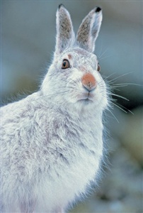 A mountain hare's broad feet spread the animal's weight over the snow. What name is given to the Mountain Hare's North American cousin?