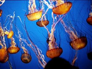 What is a group of jellyfish called?