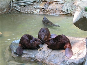 What is a group of beavers called?