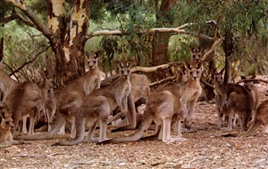 What is a group of kangaroos called?