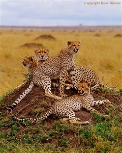 What is a group of cheetahs called?