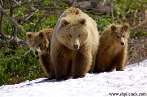 What is a group of bears called?