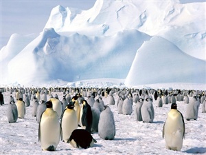 What is a group of penguins called?