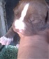 rocko at 6 days old