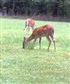 Look at those deer Brazos Bend 7 14 2012