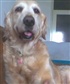 my golden retriever shes name is Lyra