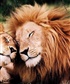 Lion Lioness Strong Love effection