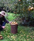 Lots and lots of apples that year