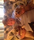 me and my dogs
