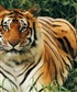 Tiger1974