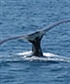 Whale offshore Barbados