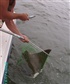My fishing buddy recently caught this Ray in the O C inlet late August