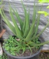 This is one of the medicines I grow Aloe Vera