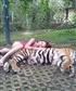 Sleeping with Tiger in Thailand