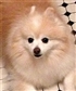 my son an adopted abused champion Pomeranian show dog VERY GENTLE