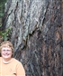 california redwoods 2013